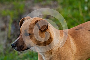 Beautiful orange dog in the nature. A dog surrounded by green grass.Outdoor