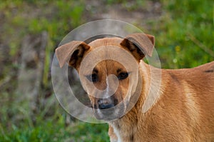 Beautiful orange dog in the nature. A dog surrounded by green grass.Outdoor