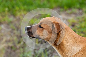 Beautiful orange dog in the nature. A dog surrounded by green grass.Outdoor