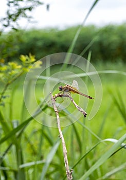 Beautiful orange dragonfly resting on a dead tree trunk in the jungle close up with soft green bokeh background