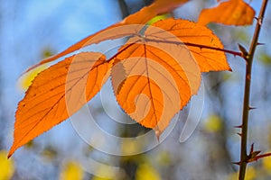 Beautiful Orange Fall Colored Leaves in Autumn