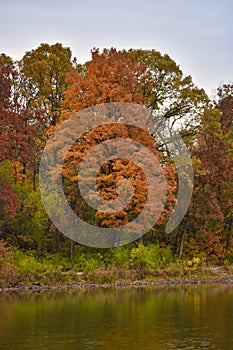 Beautiful Orange Fall Foliage of a Tree on the Banks of a Lake