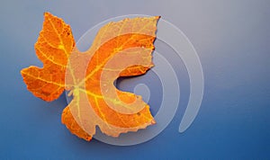 Beautiful orange fall leaf over blue background. Harmonic autumn colors.