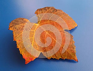 Beautiful orange fall leaf over blue background. Harmonic autumn colors. photo