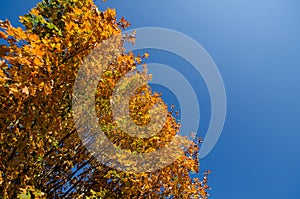 Beautiful orange fall maple leaves on a tree, left aligned for copy