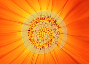 Beautiful orange flower