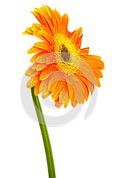 Beautiful orange flower