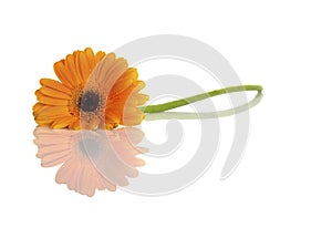 Beautiful orange flower