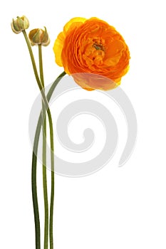 Beautiful orange flower