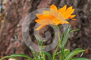 Beautiful orange flower on a background of a bark of a tree close-up