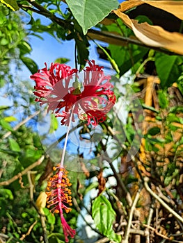 the beautiful orange flower has a long pistil like an elephant& x27;s trunk