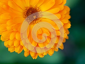beautiful Orange flower medicine calendula (Marigold) Background. Extreme macro shot