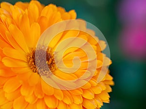 beautiful Orange flower medicine calendula (Marigold) Background. Extreme macro shot