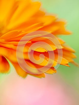 beautiful Orange flower medicine calendula (Marigold) Background. Extreme macro shot