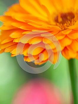 beautiful Orange flower medicine calendula (Marigold) Background. Extreme macro shot