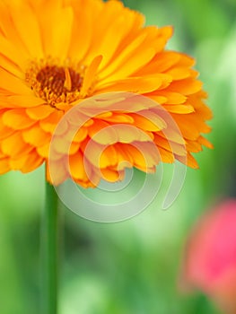 beautiful Orange flower medicine calendula (Marigold) Background. Extreme macro shot