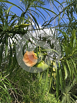 A beautiful orange flower in Mexico.