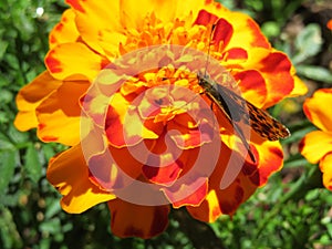 Beautiful orange flower pollinated by a living nature butterfly photo