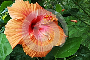 Beautiful orange flower Rose mallows for background usage