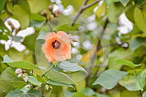 Beautiful orange flower on a tree