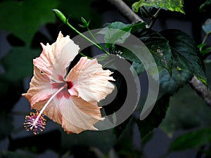 Beautiful Orange flower on tree branches nature red heart outdoor