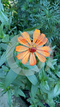 Beautiful orange flower photo