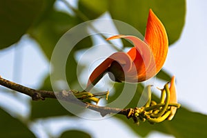 Beautiful orange flower and yellow stamen