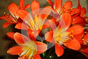 Beautiful orange flowers in all its glory on a bright sunny day