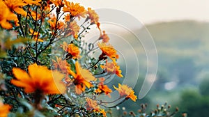 Beautiful orange flowers in the autumn forest. Shallow depth of field.