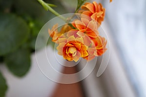 Beautiful orange flowers. background is prepared in a blur