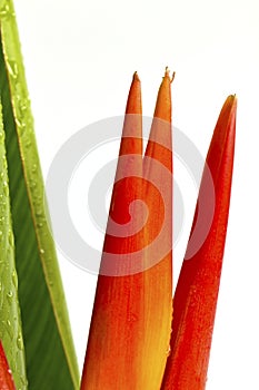 Beautiful orange flowers (Bird of paradise)