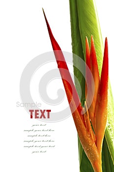 Beautiful orange flowers (Bird of paradise) isolated