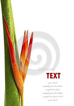 Beautiful orange flowers (Bird of paradise) isolated on white ba