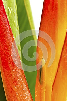 Beautiful orange flowers (Bird of paradise) on white ba