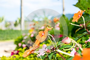 Beautiful orange flowers, bright sunshine.