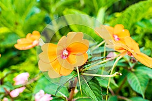 Beautiful orange flowers, bright sunshine.