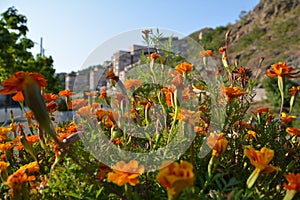 Beautiful orange flowers in the city