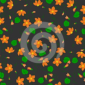 beautiful orange flowers with curls, buds and green leaves on a dark gray background