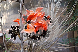 Beautiful orange flowers from India Butea Monosperma