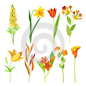 Beautiful orange flowers set. Lily, ranunculus, nasturtium, tulip, narcissus, calla, lupinus plants, elegant floral
