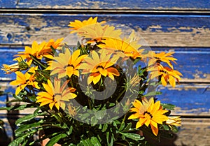 Beautiful orange flowers under the sun