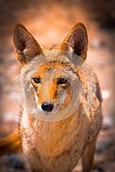 Krásný oranžový liška 
