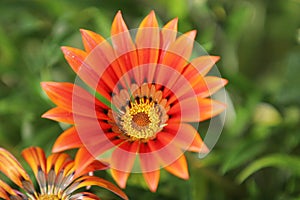 Beautiful orange gerbera daisy