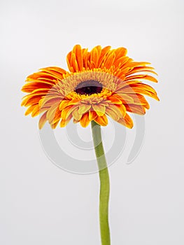 Beautiful orange gerbera daisy flower isolated on white background
