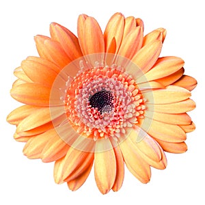 Beautiful orange gerbera daisy flower isolated on white background closeup