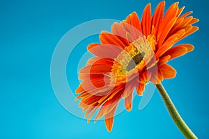Beautiful orange gerbera flower