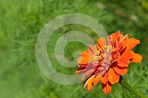 Beautiful orange gerbera on green