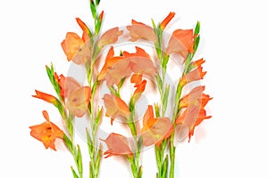 Beautiful orange Gladiolus flower on white background