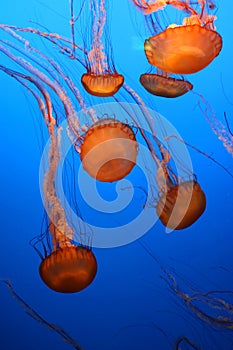 Beautiful orange and gold sea nettle jelly fish with long tentacles float through deep blue water.