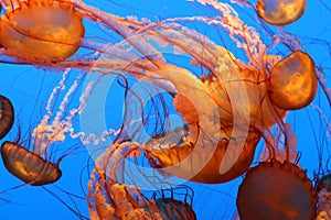 Beautiful orange and gold sea nettle jelly fish with long tentacles float through deep blue water.